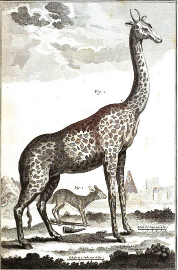18c68f914227a982fdd351dd1f354ab4 Gravure girafe 1762: Engraving giraffe 1762 - copie