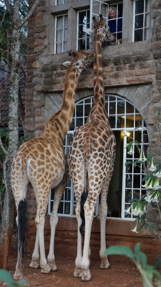 41. Giraffe Manor Naïrobi copie