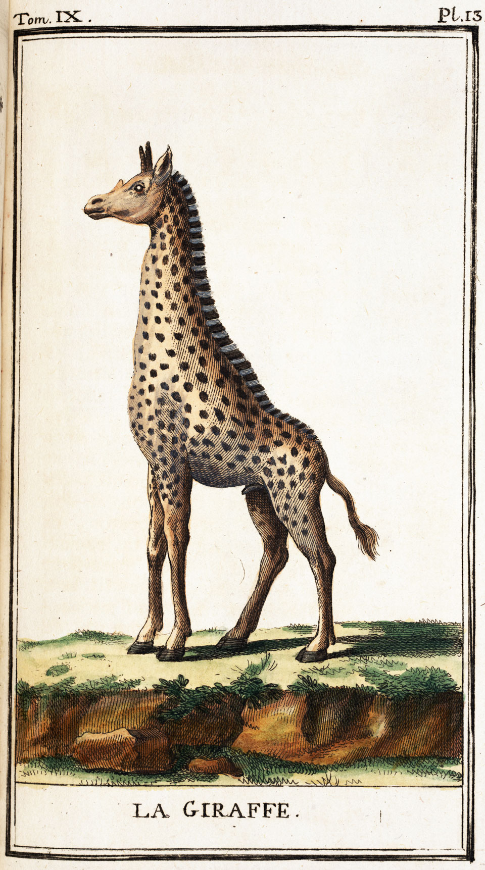 Buff_giraffe_1785_dar02404