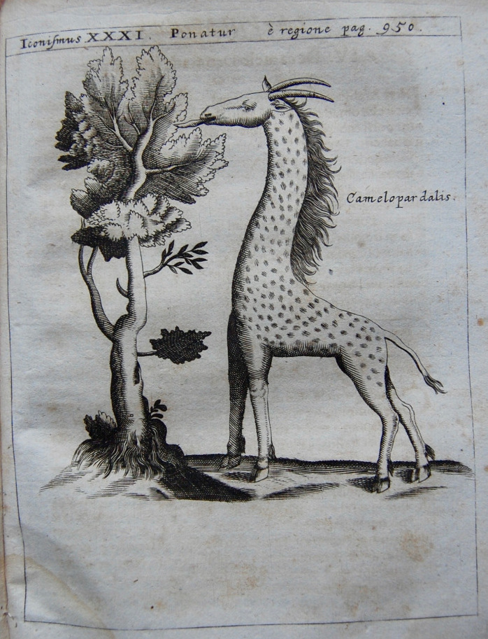 x Camelopardalis - copie