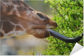 posters-autocollants-girafe-langue